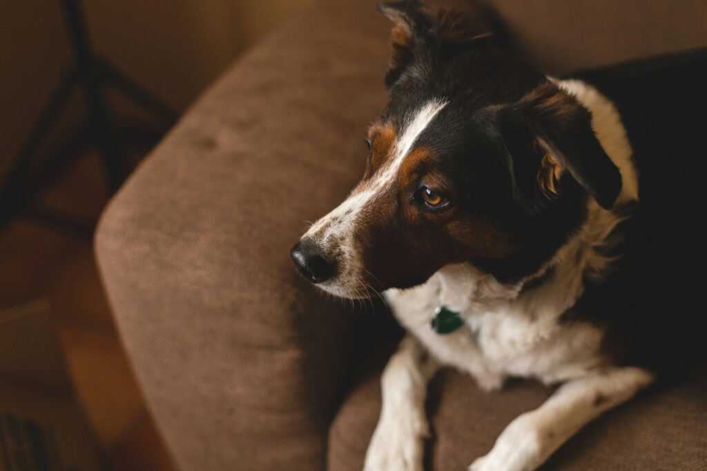 can a landlord say no pets