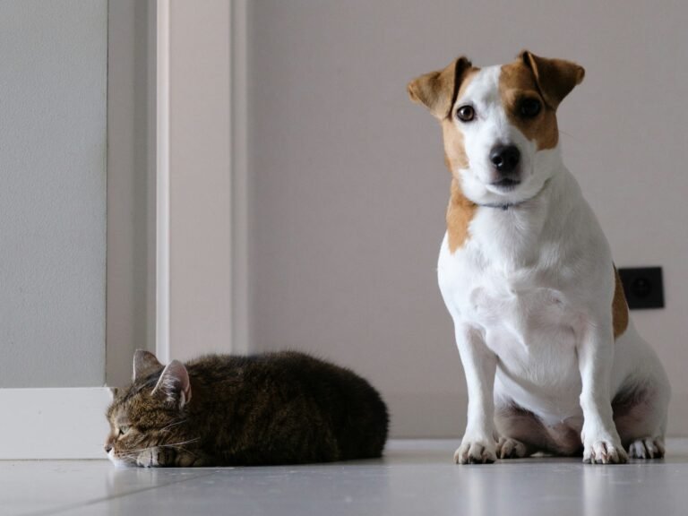 can landlords refuse pets